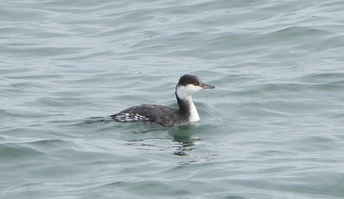 Horned Grebe - ML646809009