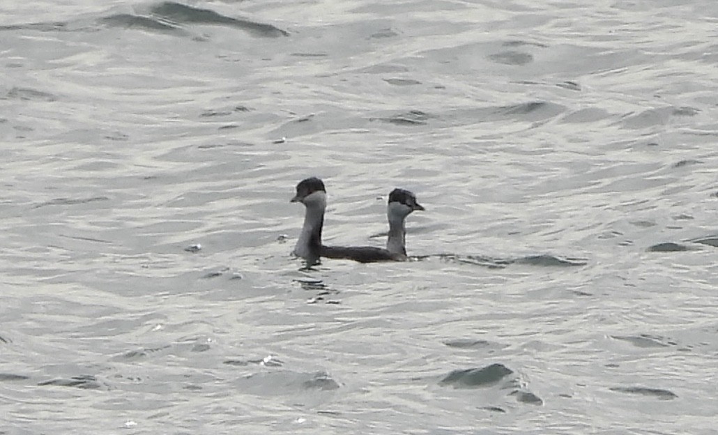 Horned Grebe - ML646809010