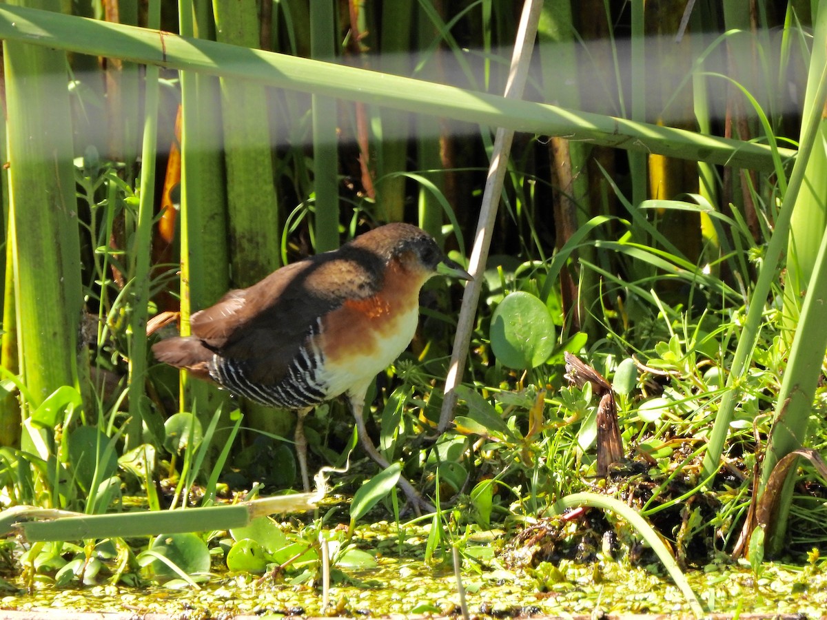 Polluela Burrito - ML646809020