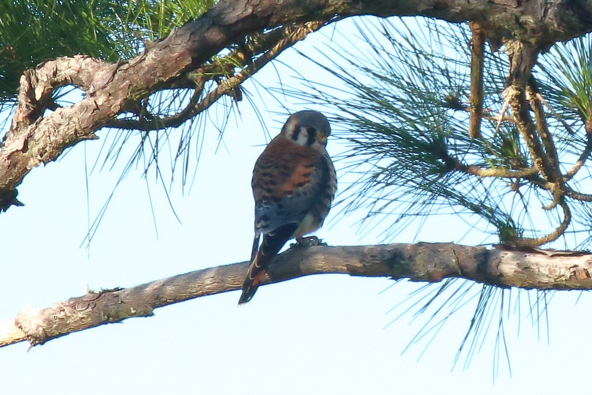 Belatz amerikarra - ML646809022