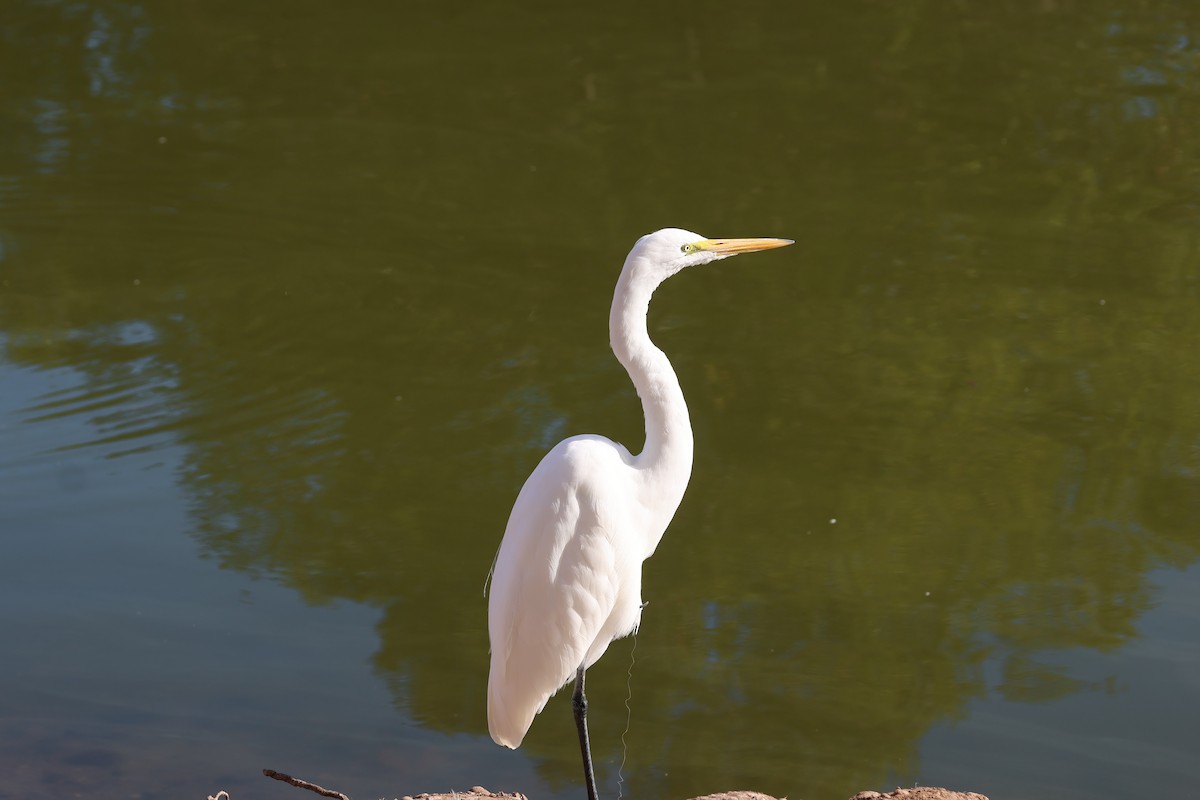 Чапля велика - ML646809023