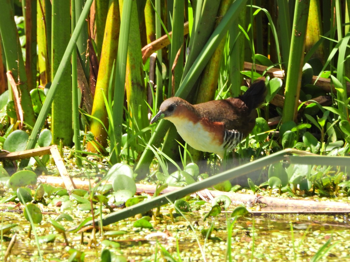 Polluela Burrito - ML646809025