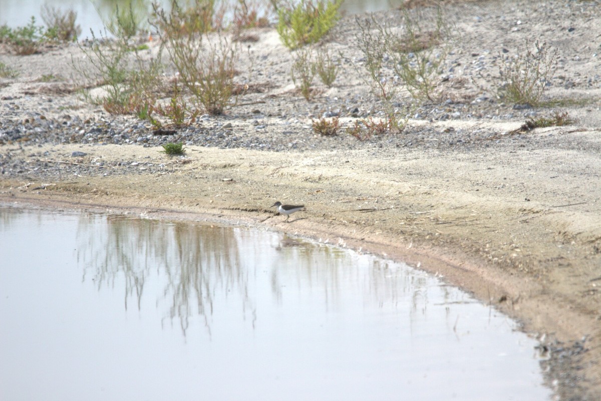 Kuliska txikia - ML646809027