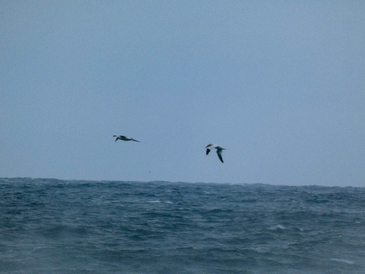 Сула атлантична - ML646809028