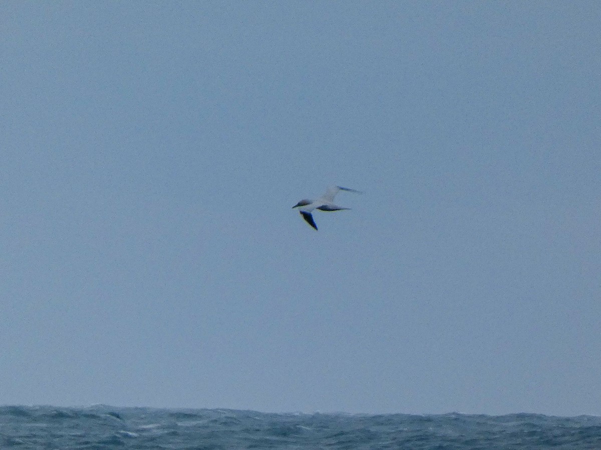 Сула атлантична - ML646809029