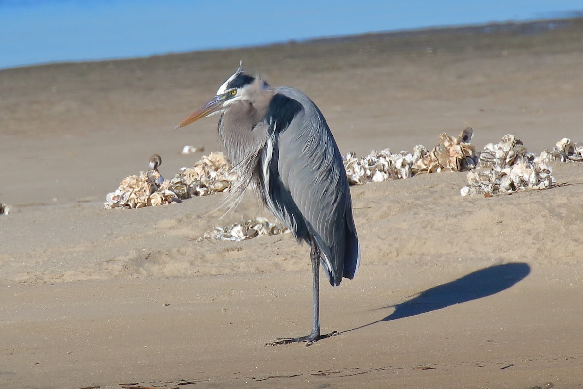 Koartza hauskara amerikarra - ML646809030