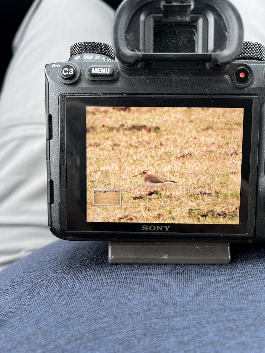 Пісочник довгоногий - ML646809033