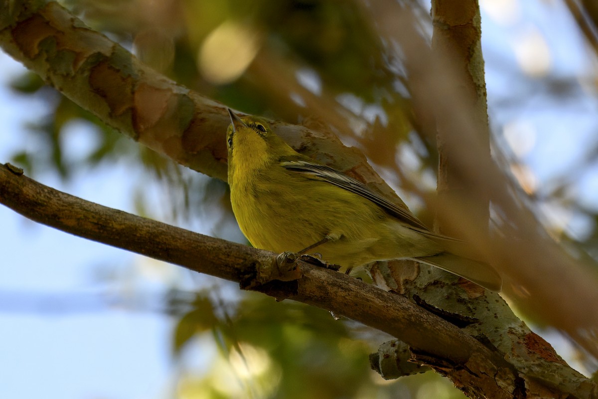 Kiefernwaldsänger - ML646809034