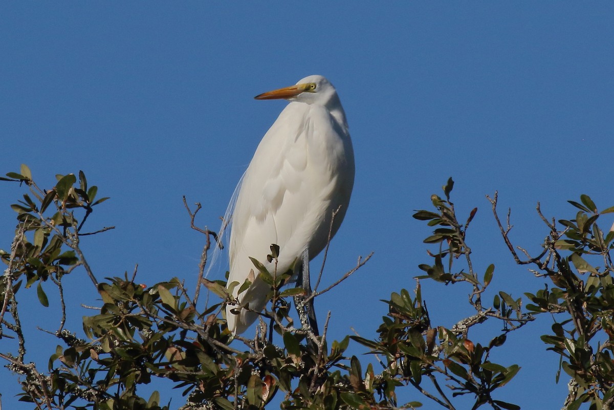 Koartza zuria - ML646809035