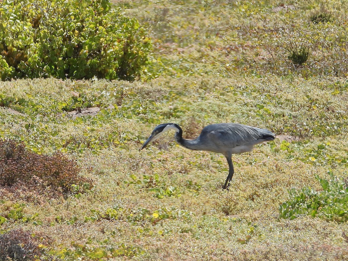 Черноголовая цапля - ML646809036