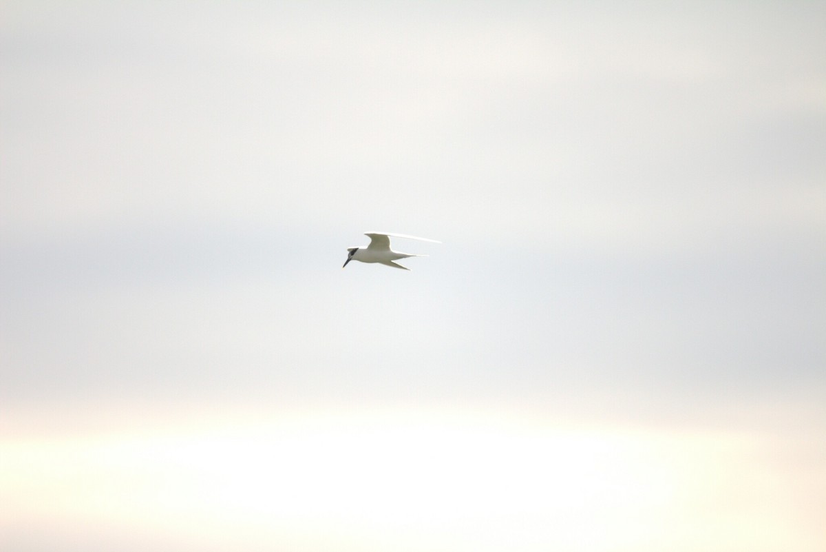 Txenada hankabeltza - ML646809037