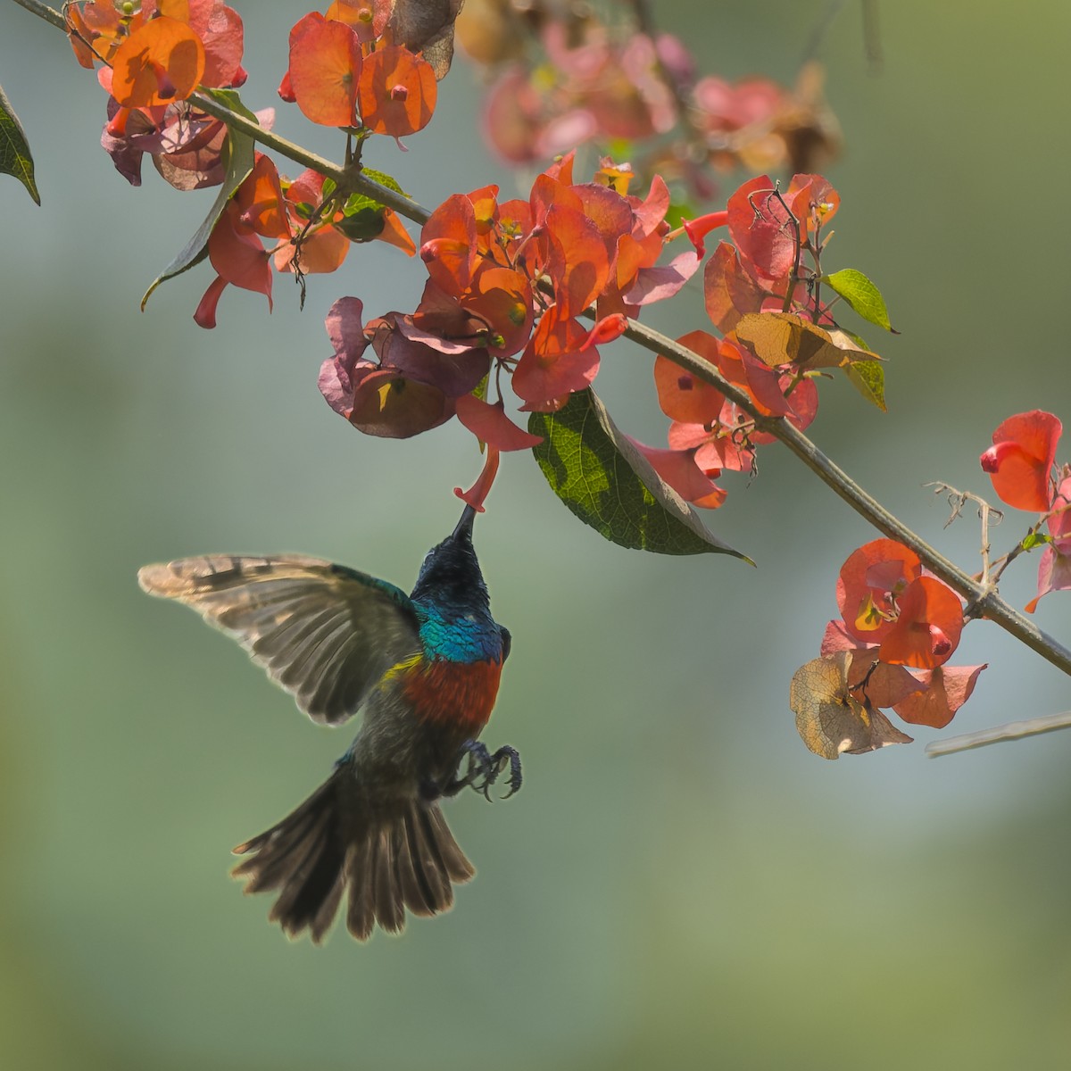 オリーブゴシキタイヨウチョウ - ML646809038