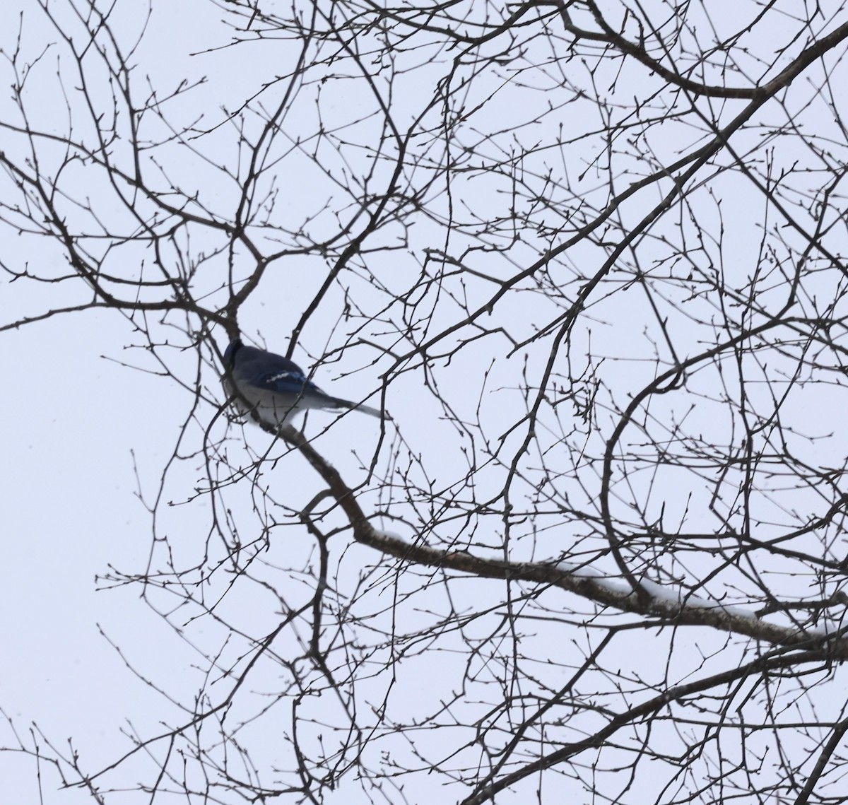 sojka chocholatá - ML646809039