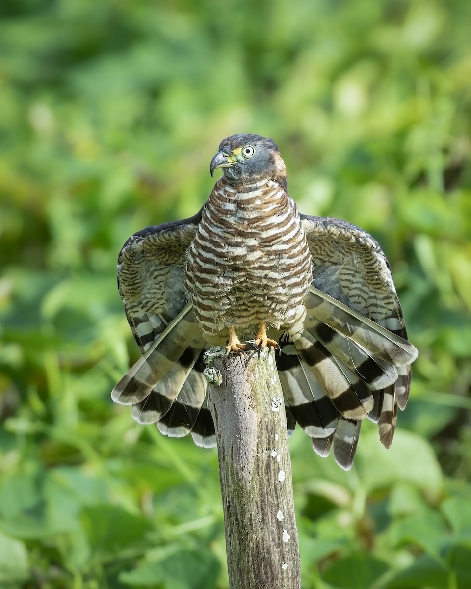 Hook-billed Kite - ML646809040