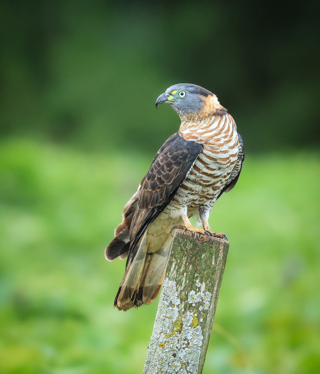 Hook-billed Kite - ML646809041