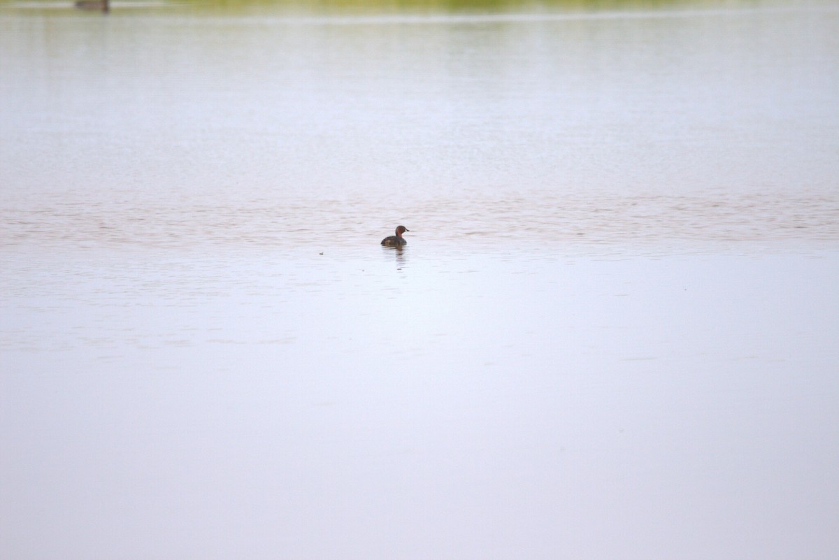 Txilinporta txikia - ML646809042