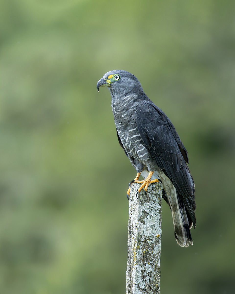 Hook-billed Kite - ML646809043