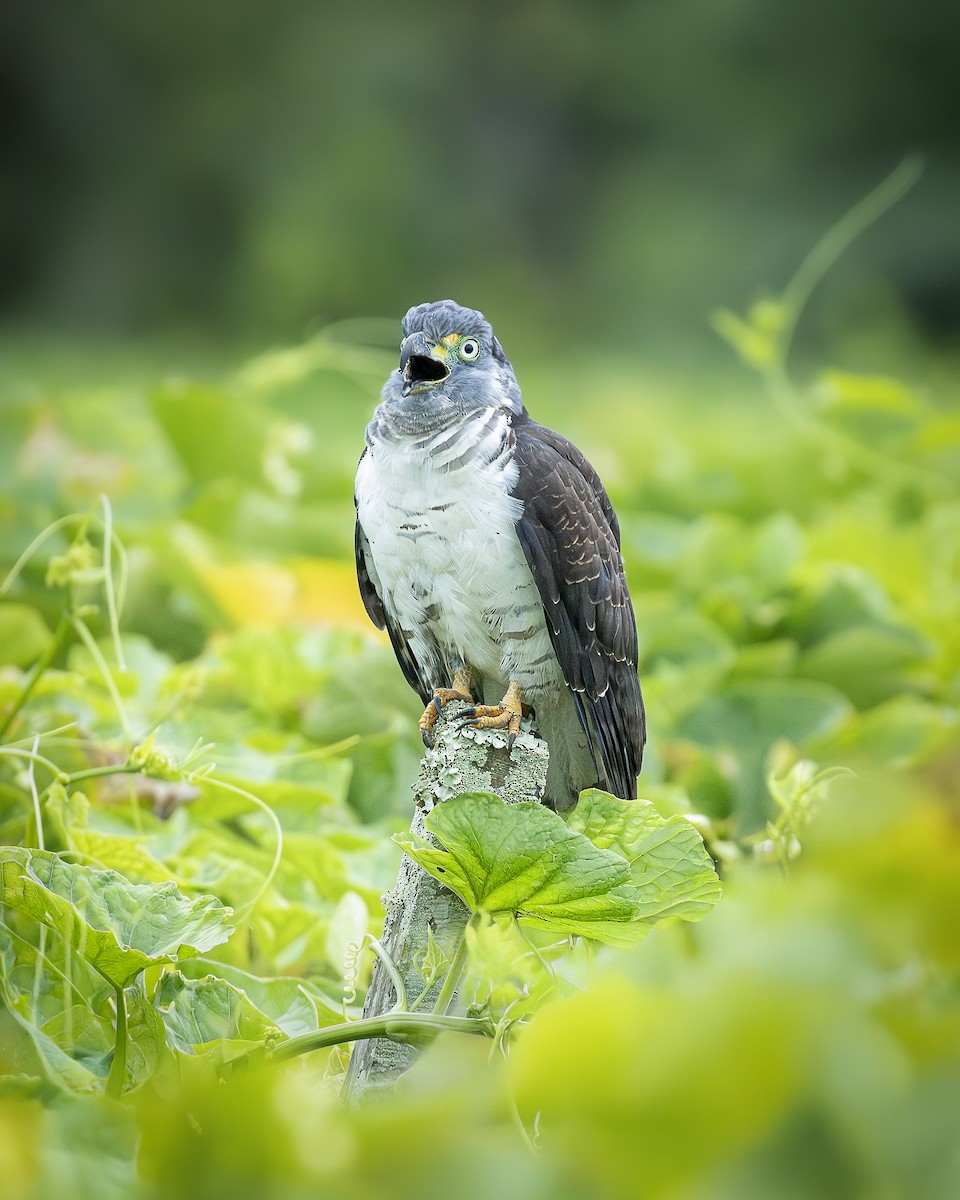 Hook-billed Kite - ML646809044