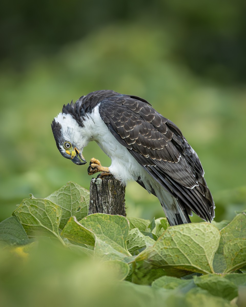 Hook-billed Kite - ML646809045