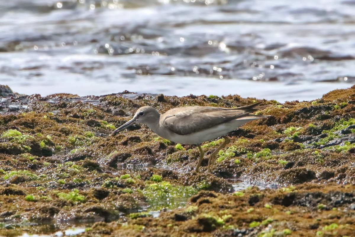 Wandering Tattler - ML646809046
