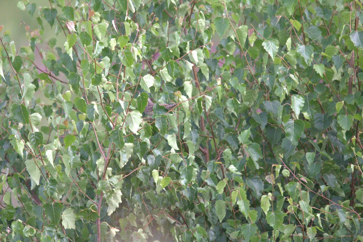 Lepitzulia - ML646809047