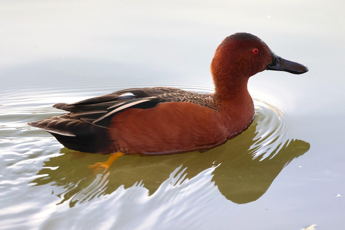 Чирянка руда - ML646809048