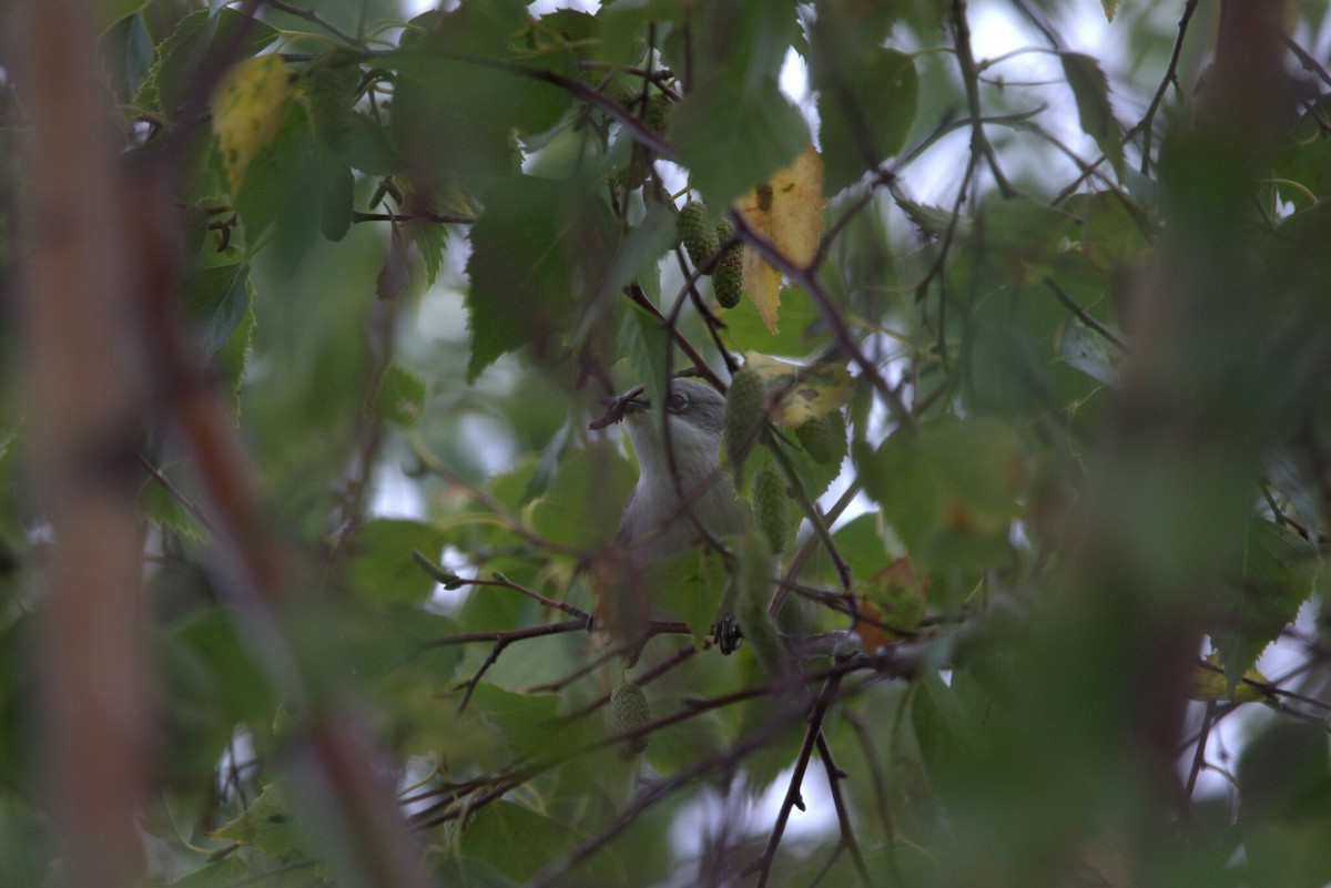 Кропив'янка прудка - ML646809049