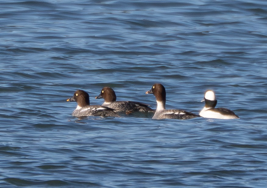 Гоголь зеленоголовий - ML646809050