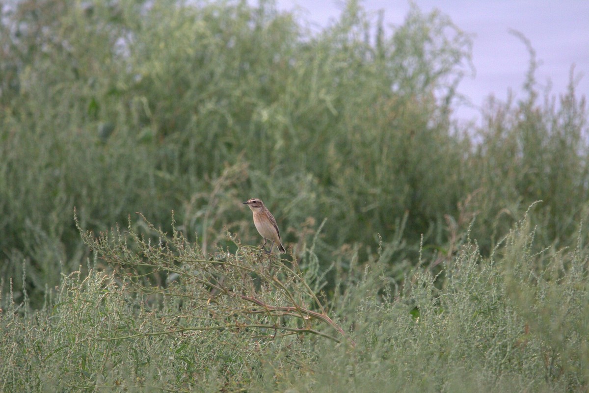 Whinchat - ML646809051