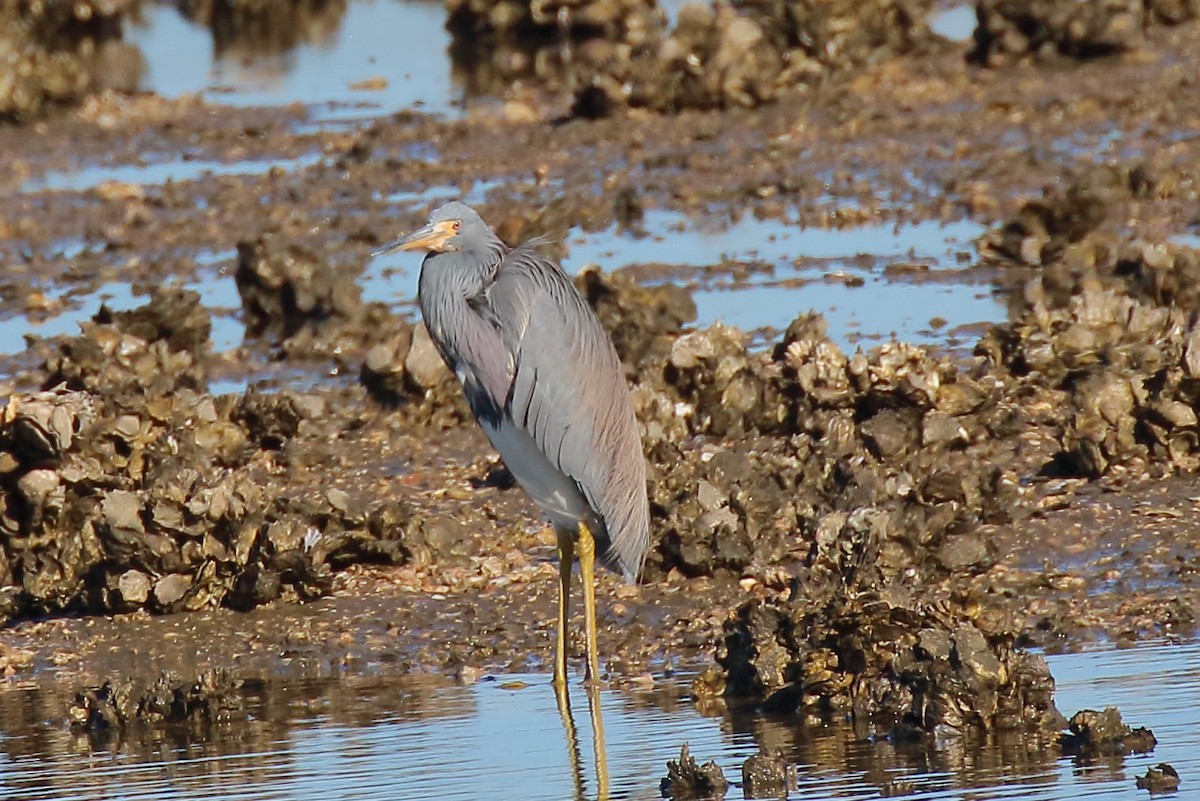 Koartzatxo hirukolorea - ML646809052