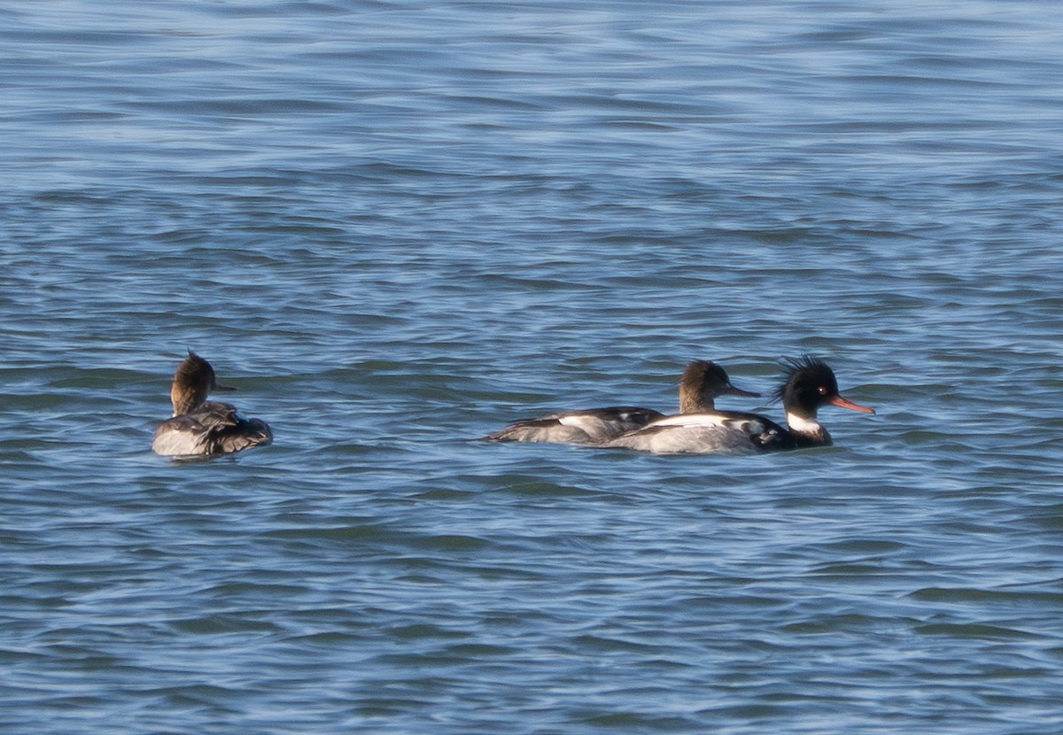 Крех середній - ML646809053