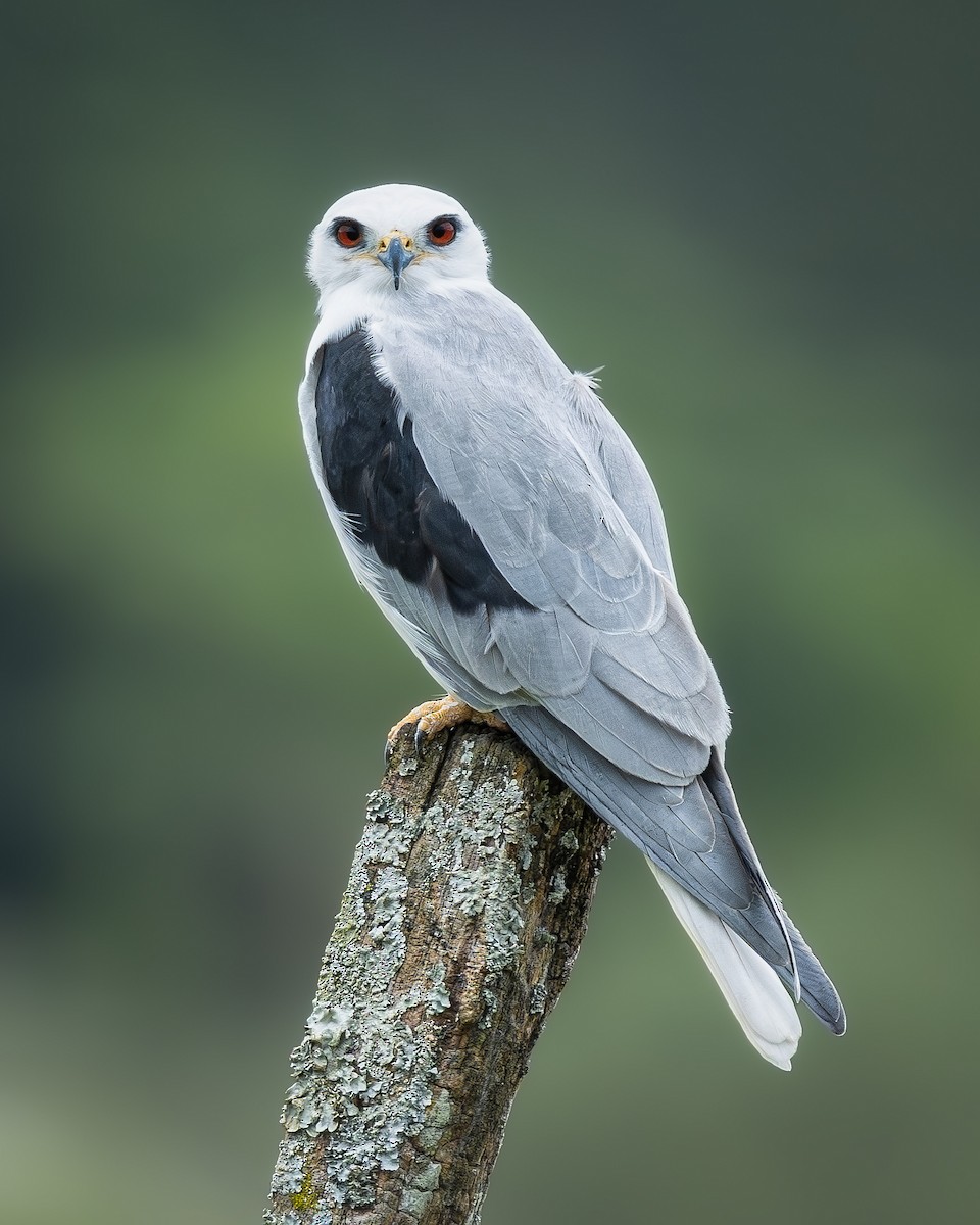 Шуліка білохвостий - ML646809054