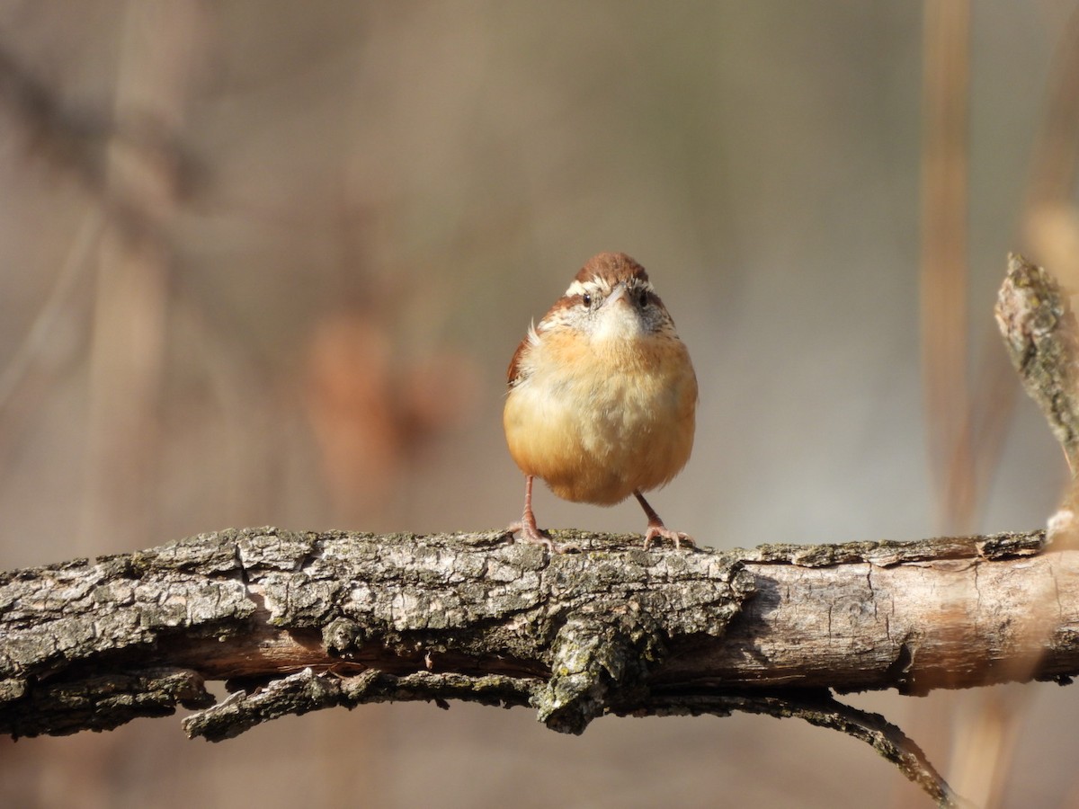 Поплітник каролінський - ML646809055