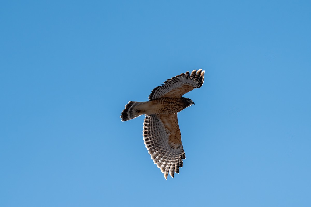 Канюк рудоплечий - ML646809056