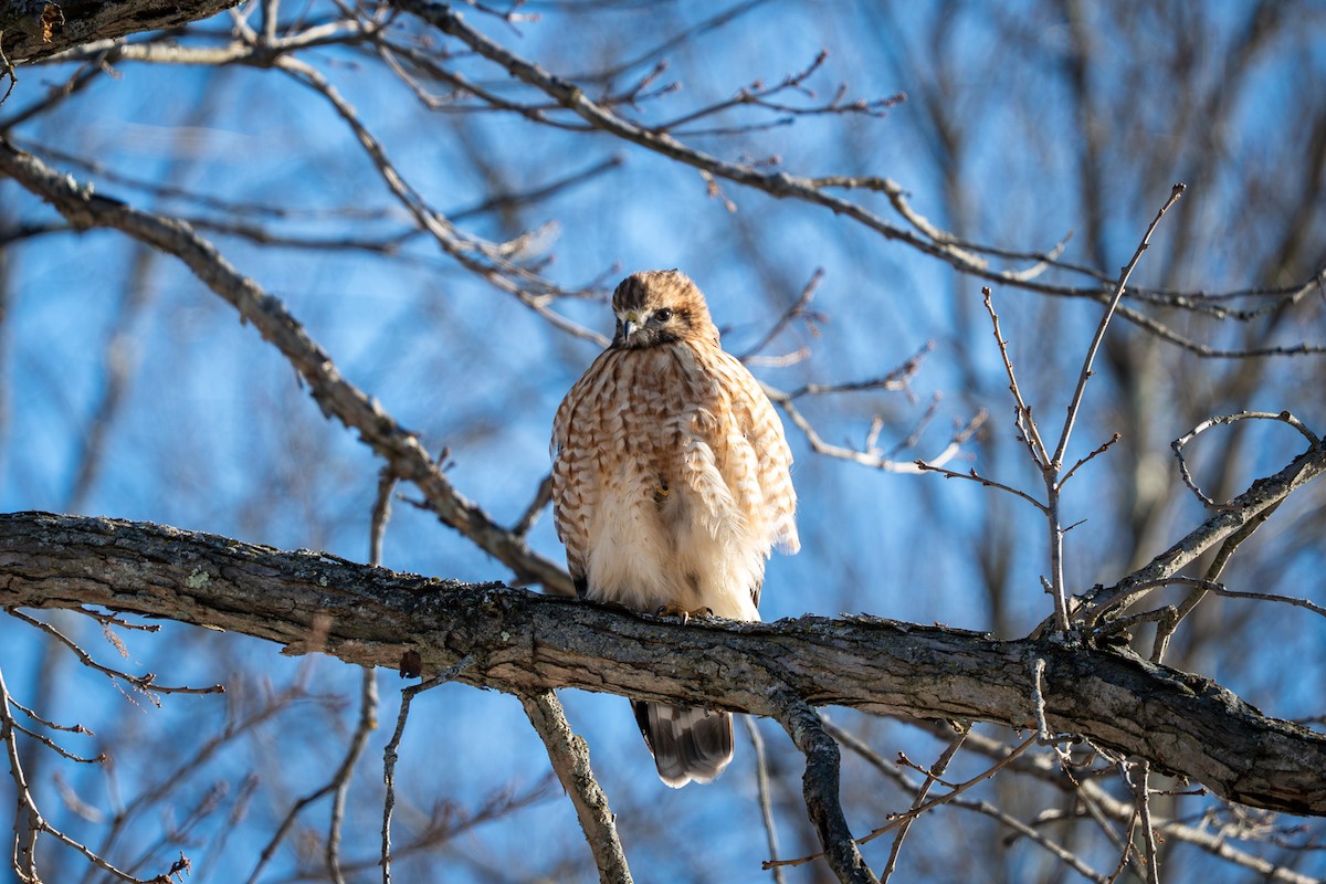 Канюк рудоплечий - ML646809058