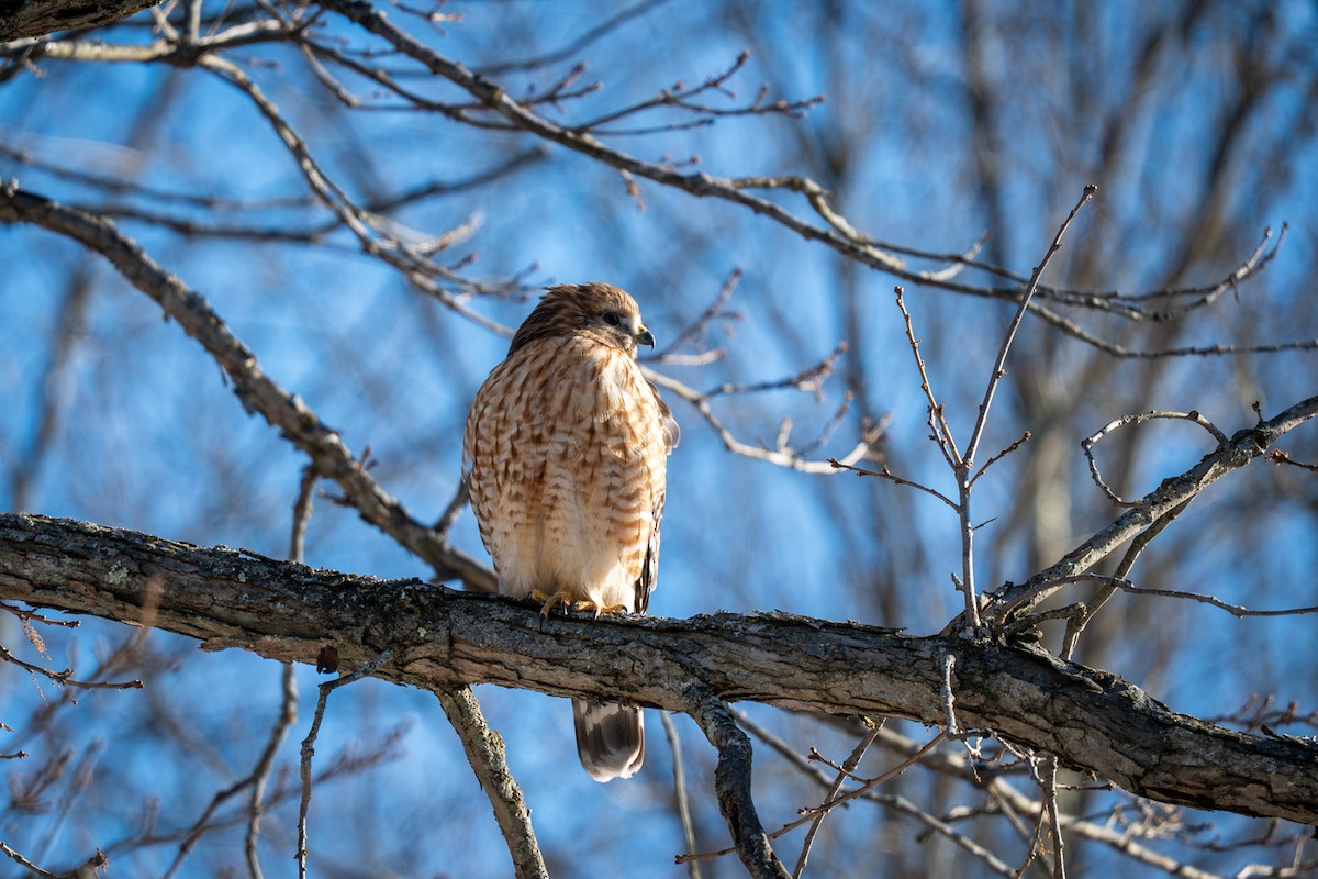 Канюк рудоплечий - ML646809059