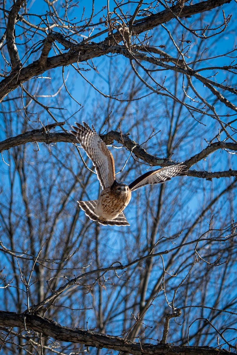 Канюк рудоплечий - ML646809060