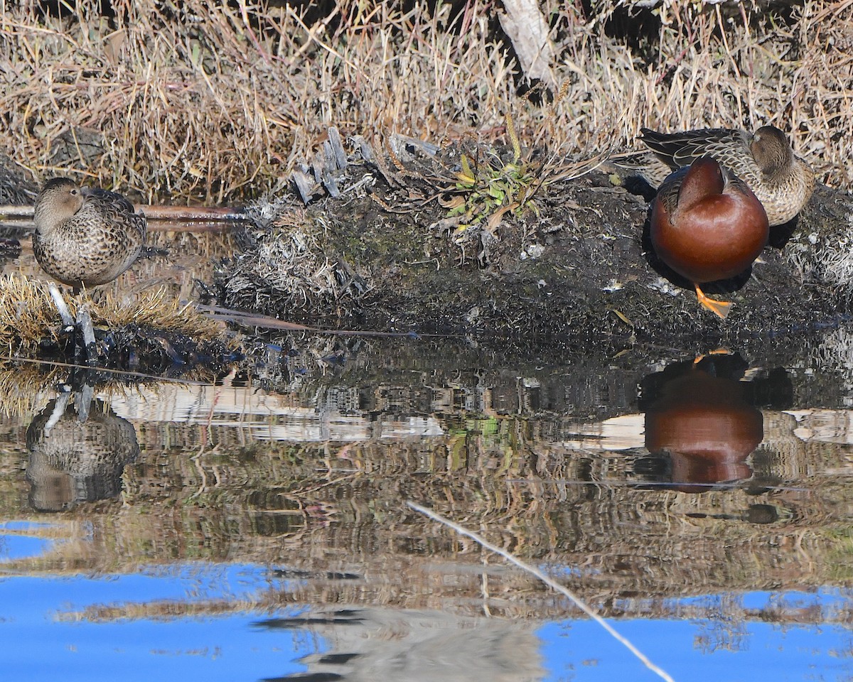 Чирянка руда - ML646809061