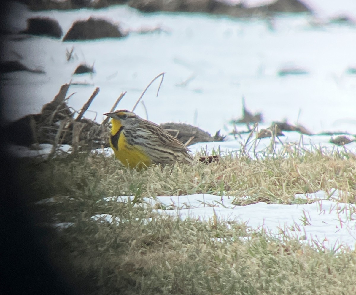Eastern Meadowlark - ML646809062