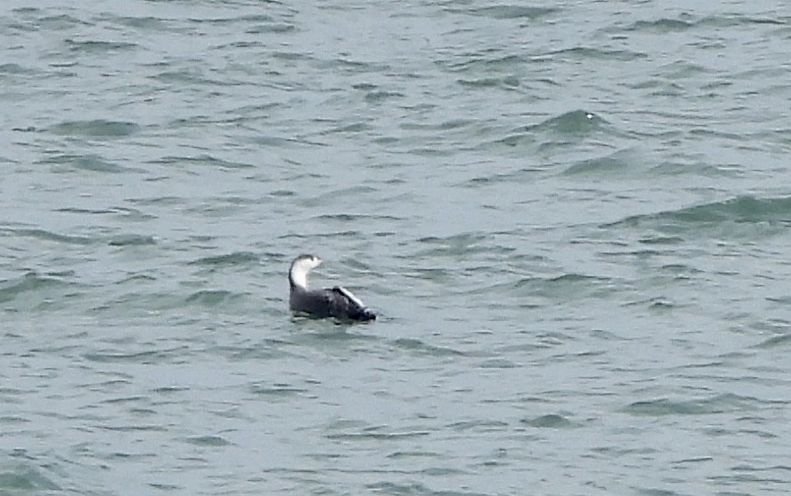 Гагара червоношия - ML646809063