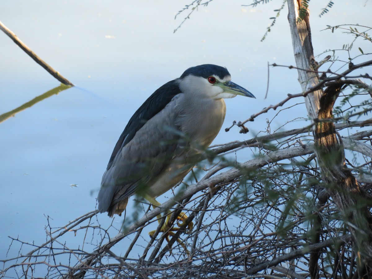 Квак звичайний - ML646809064