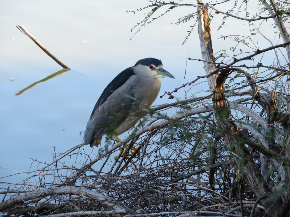 Квак звичайний - ML646809065
