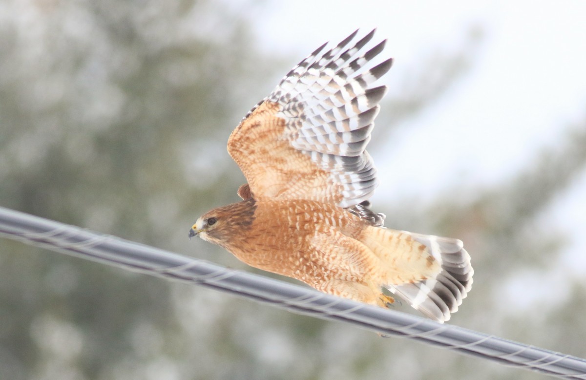 Канюк рудоплечий - ML646809066