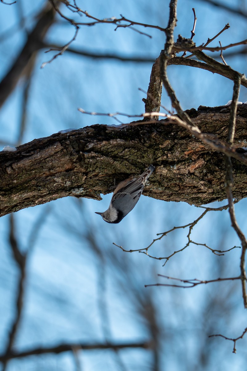 Повзик каролінський - ML646809067