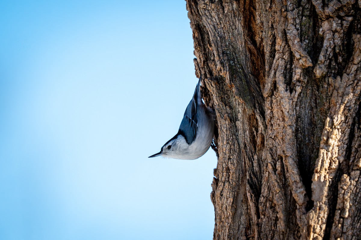 Повзик каролінський - ML646809068