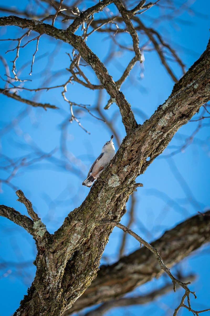 Повзик каролінський - ML646809069