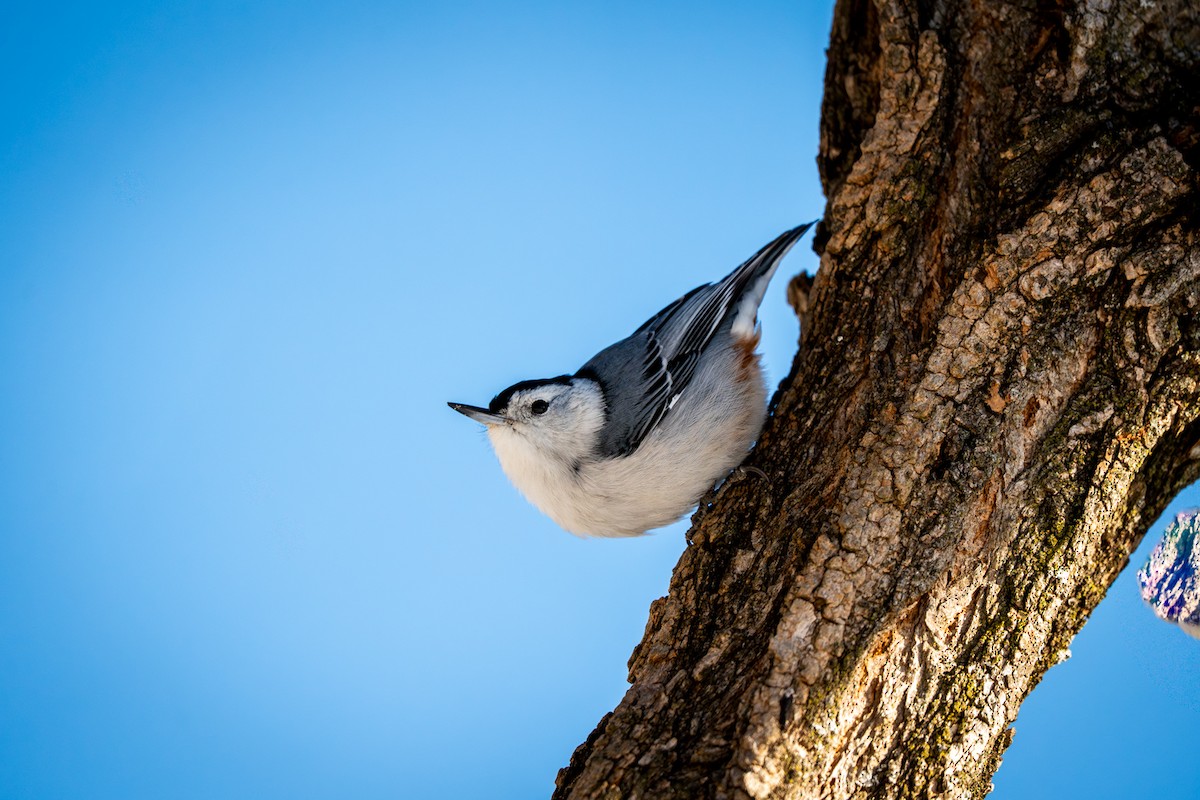 Повзик каролінський - ML646809070