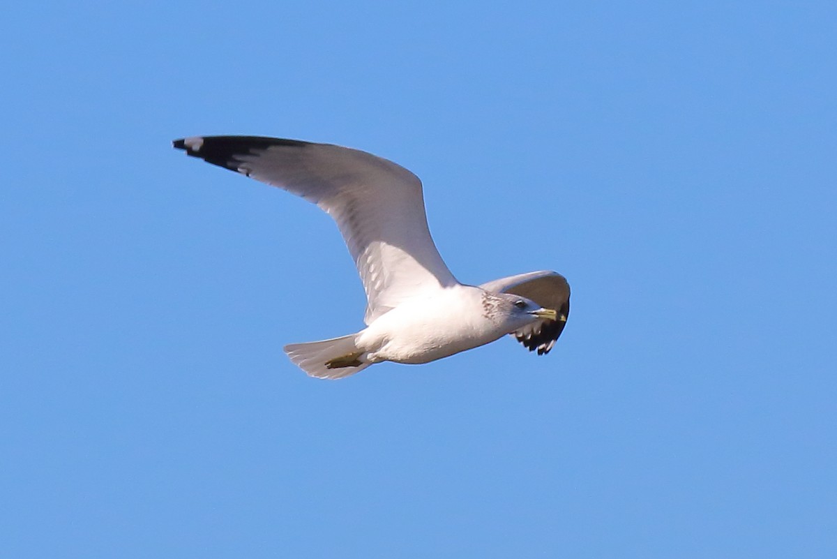 Delawareko kaioa - ML646809071