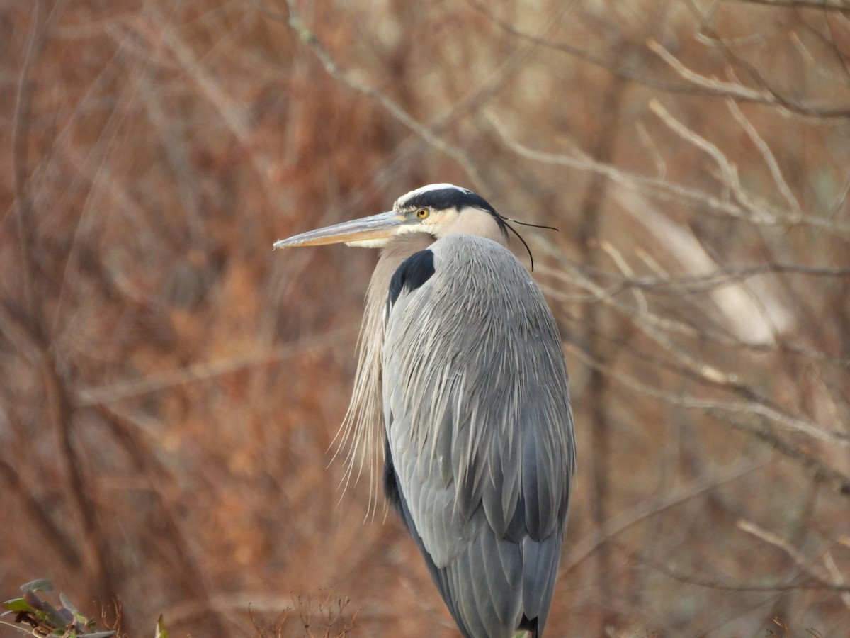 Чапля північна - ML646809072