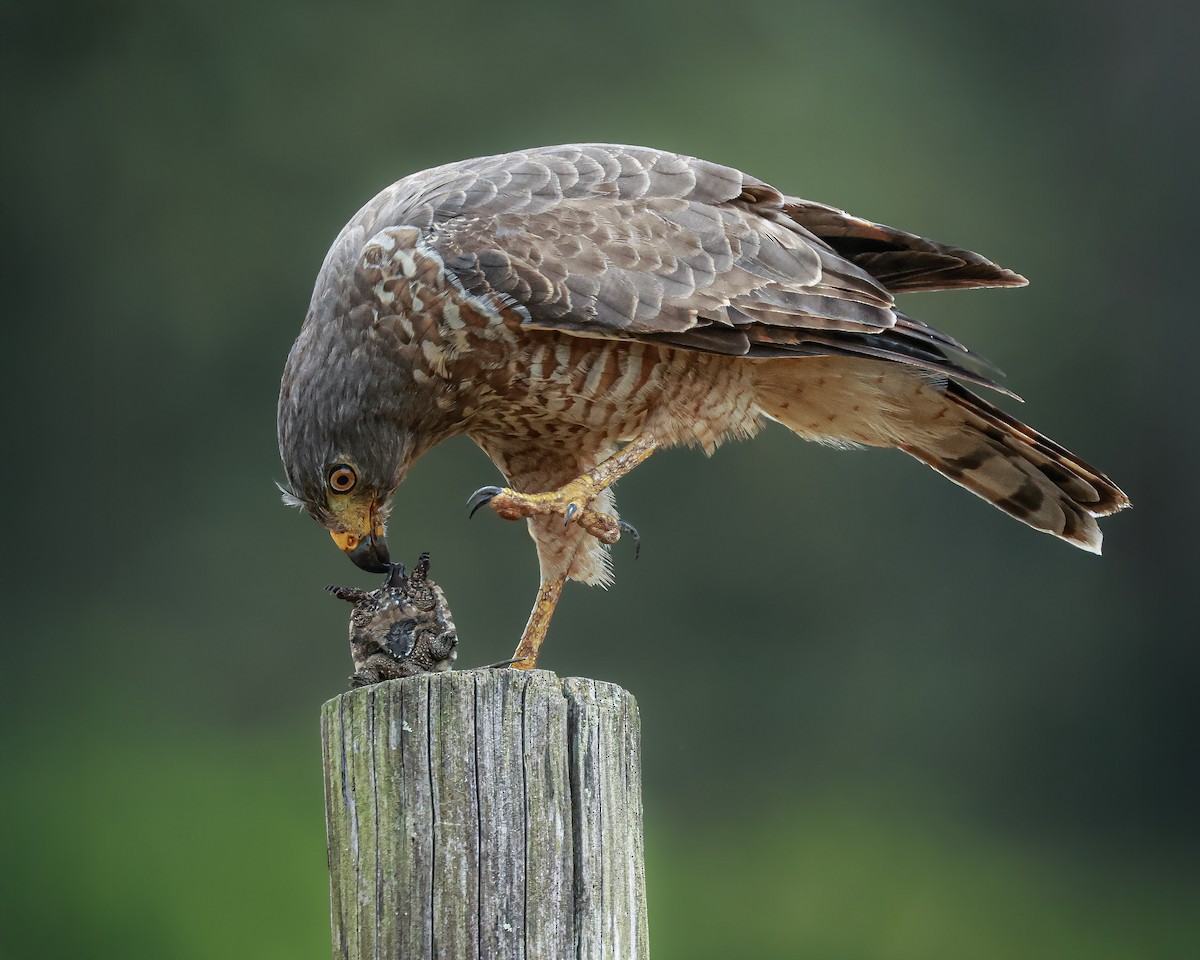Roadside Hawk - ML646809073